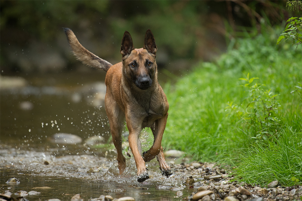 Berner Hunde Security