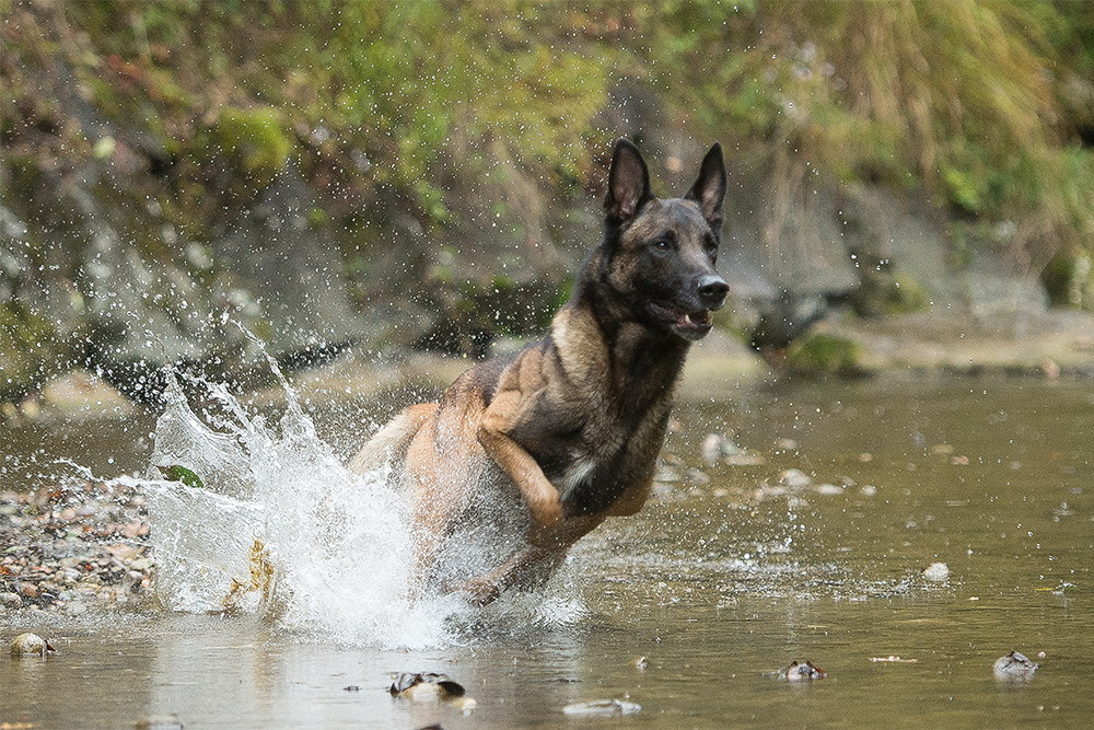 Berner Hunde Security
